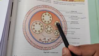 Celebrity Hydatid Cyst & Casoni Test Profile