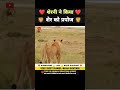 शेरनी ने किया प्यार का इज़हार 😱 । animal shorts । #shorts #ytshorts