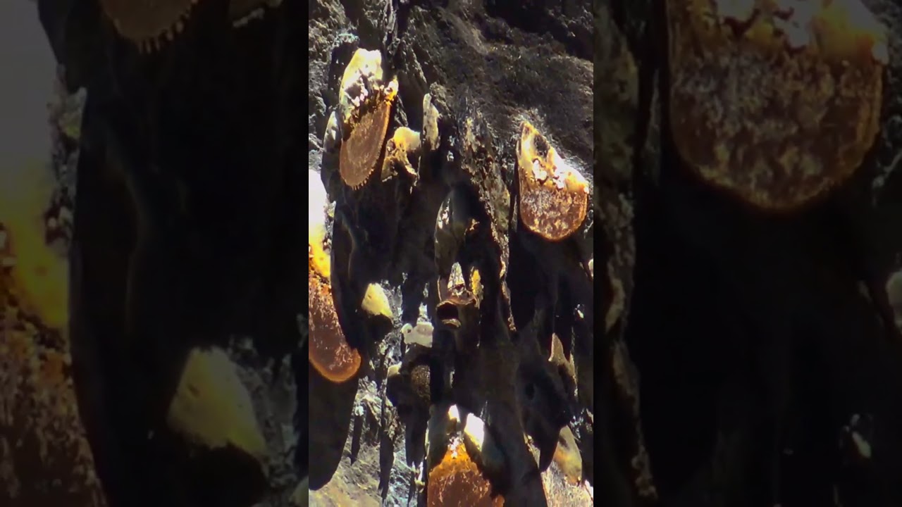 LANGTANG TREK. wild and mad honey 