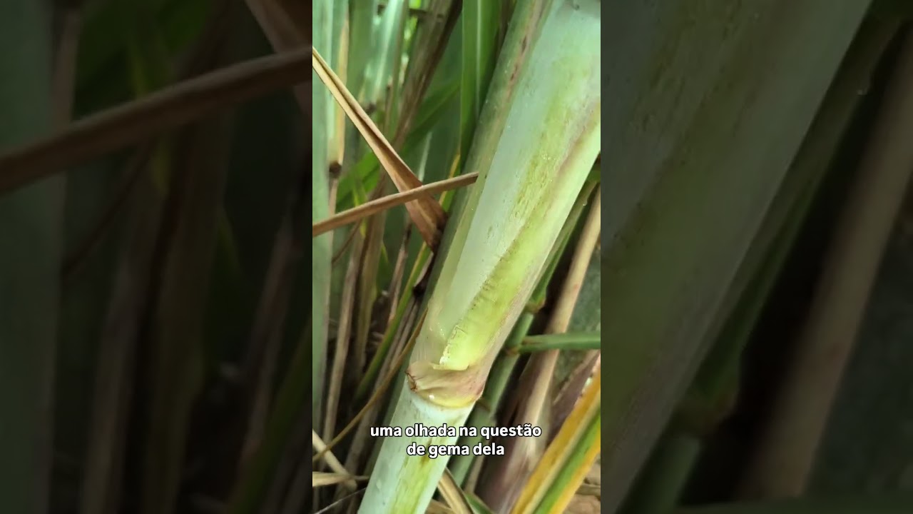 CTC9009 - Aspectos morfológicos no campo