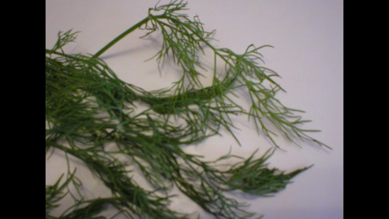 Dill 101-Suggested Flavor Combos
