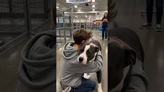 Teen meets a shelter dog and falls in love