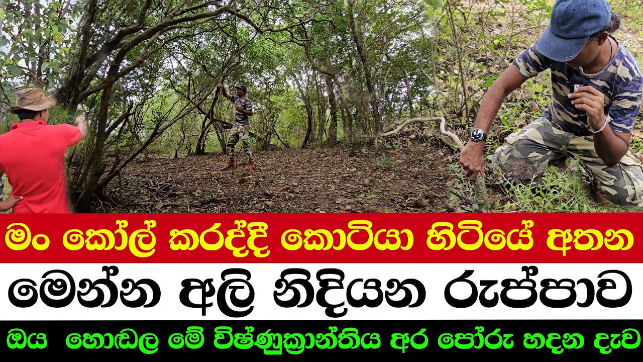 ඔය හොඬල මේ විෂ්ණුක්‍රාන්තිය අර පෝරු දැව |  මං කෝල් කරද්දී කොටියා හිටියේ අතන | මේ අලි නිදියන රුප්පාව