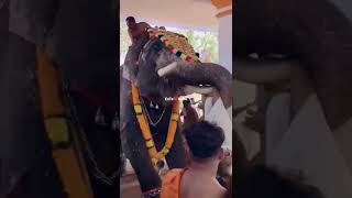 Did you see the elephant do it to the person who took the picture?