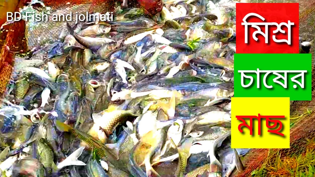 Profits are higher in mixed fish farming || Mixed farming of fish on the farm