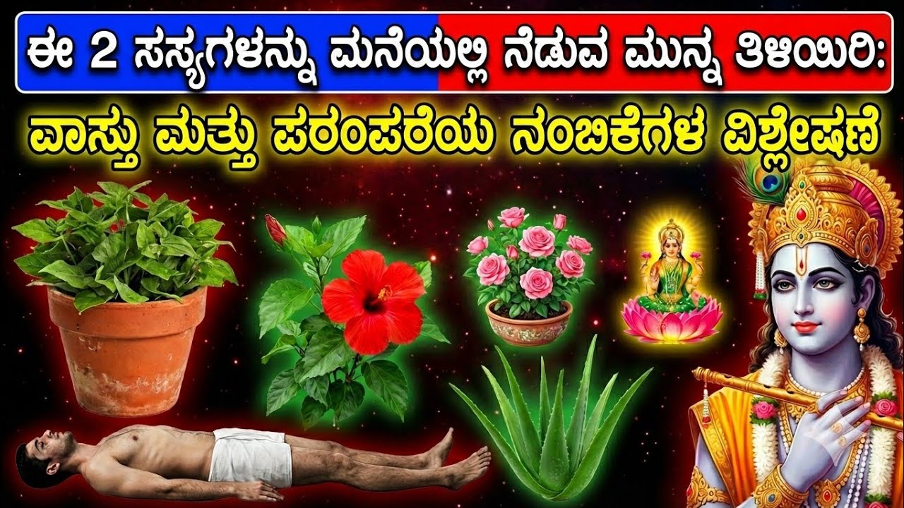 ಈ 2 ಸಸ್ಯಗಳನ್ನು ಮನೆಯಲ್ಲಿ ನೆಡುವ ಮುನ್ನ ತಿಳಿಯಿರಿ: ವಾಸ್ತು ಮತ್ತು ಪರಂಪರೆಯ ನಂಬಿಕೆಗಳ ವಿಶ್ಲೇಷಣೆ
