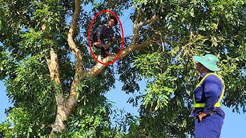 Cưa Cây Xà Cừ Ngã Ra Lộ Xe / Saw a Conch Tree Falling Out into the Road | Tập 889