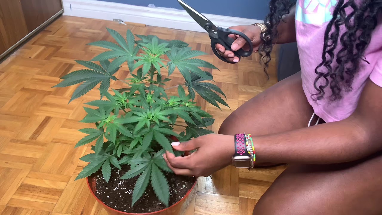 Low Stress Training Cannabis Plant (Update)