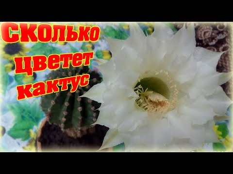 Video: What Cacti Often Bloom With Large Flowers