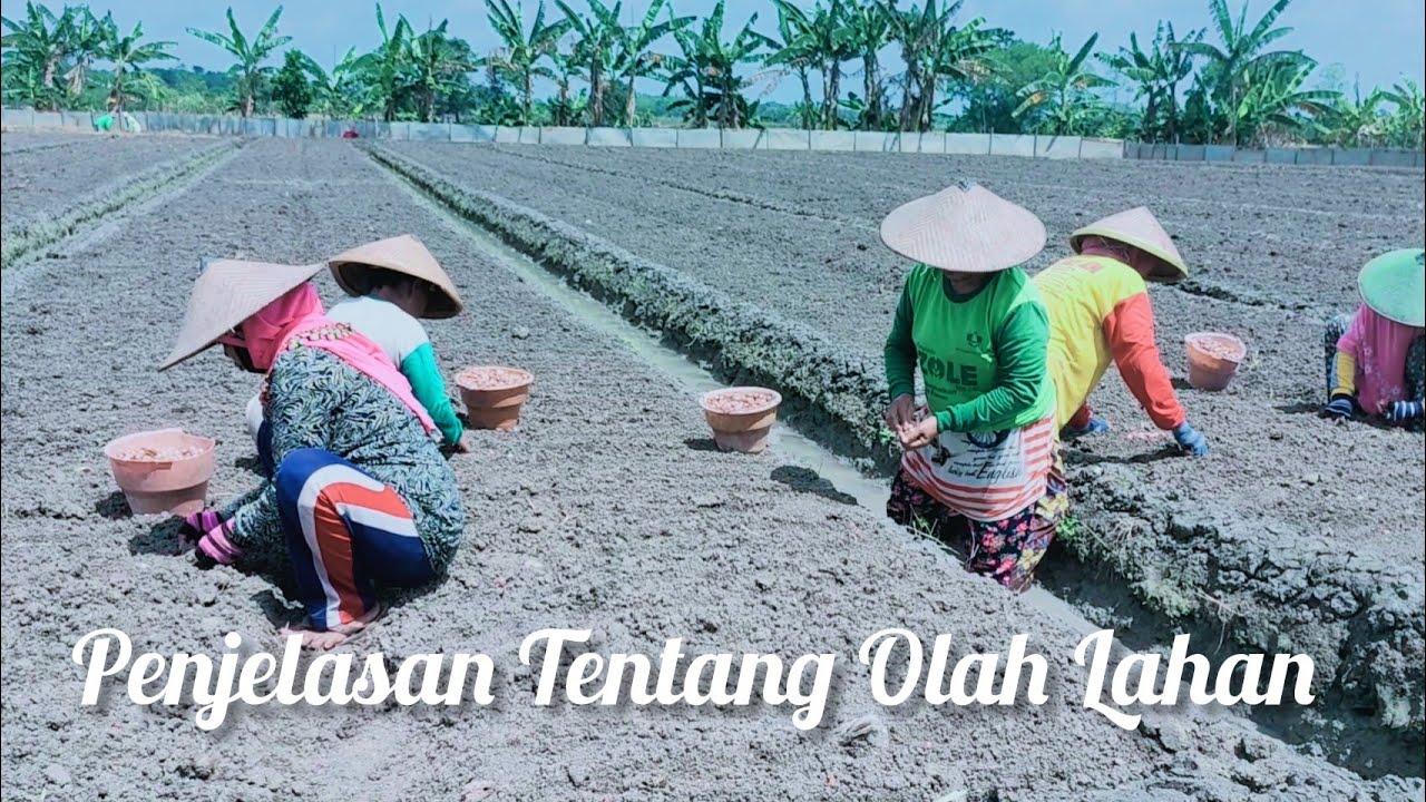 FULL PENJELASAN TENTANG OLAH LAHAN SAMPAI CARA MERAWATNYA