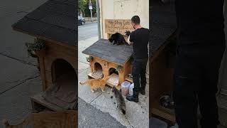✅ We Built a Street Cat Shelter From Scratch