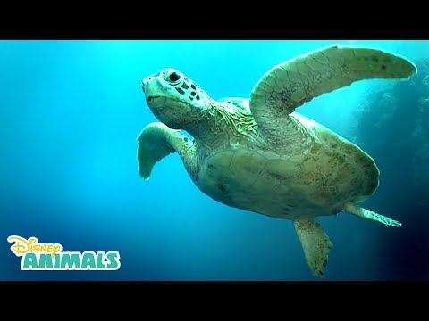 Sea Turtles 🐢 | Disney Animals | Disney Junior