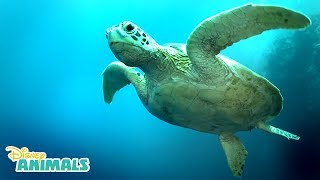 Sea Turtles 🐢 | Disney Animals | Disney Junior