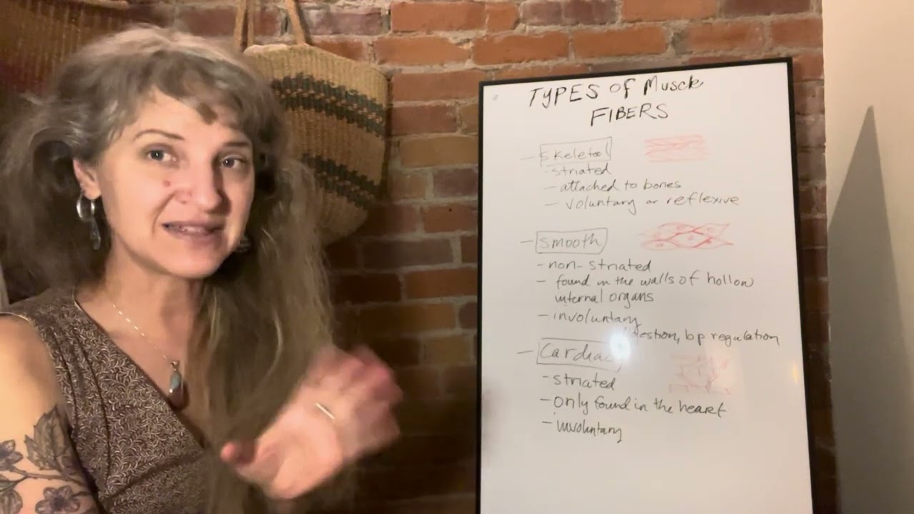 MBLEx Kinesiology Breakdown – Part 1 | Essential Knowledge for Massage Therapists