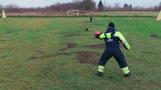 Staffordshire Bull Terrier - Igp Elements Training