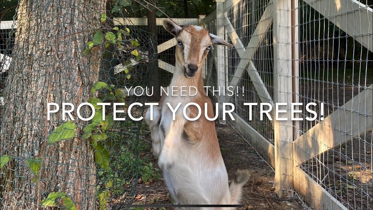 how to keep goats from eating trees