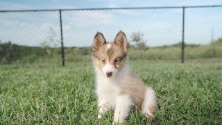 Meet the Shetland Sheepdog | Petland Florida