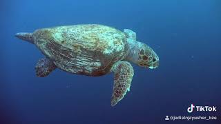 Biggest loggerhead Turtle Diving in Belize . Scuba Diving