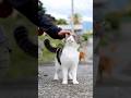 なでなで✨笑顔になる Happy pat pat🐾 #笑顔 #猫 #島猫