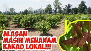 Kakao Klonal vs Hybrid (Kakao Lokal) | Alasan Petani Tanam Ulang dengan Bibit Lokal (Hybrid)