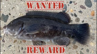 CAN I CATCH A KEEPER TAUTOG AT INDIAN RIVER ?????