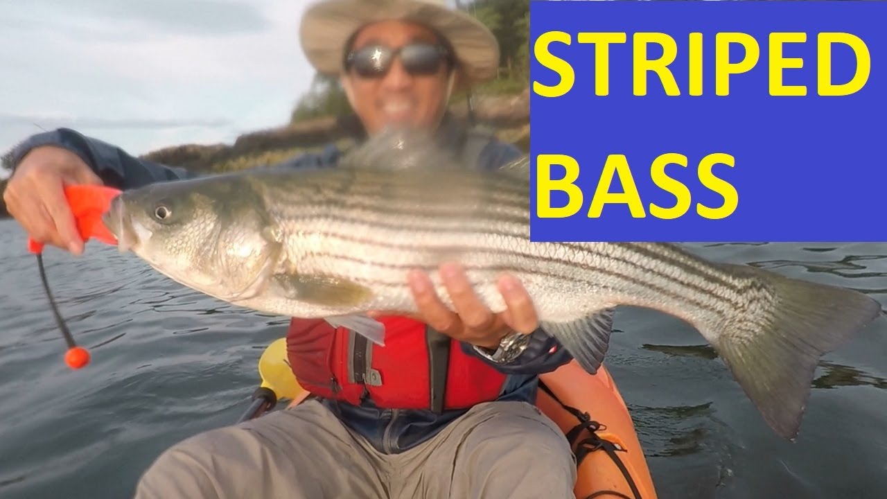 Striped Bass Kayak Fishing with Frozen Mackerel Head as Bait