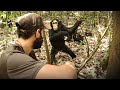 Je grimpe avec des chimpanzes dans les arbres 