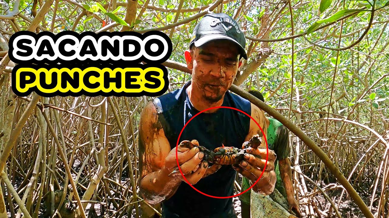 SACANDO PUNCHES A MANO LIMPIA EN LOS MANGLARES DE EL SALVADOR YouTube