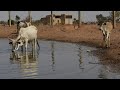 Laseliba Kuma Bɛ Misimuso Nɔnɔ Caman Bɔlaw De Kan Sénégal RFI Mandenkan 