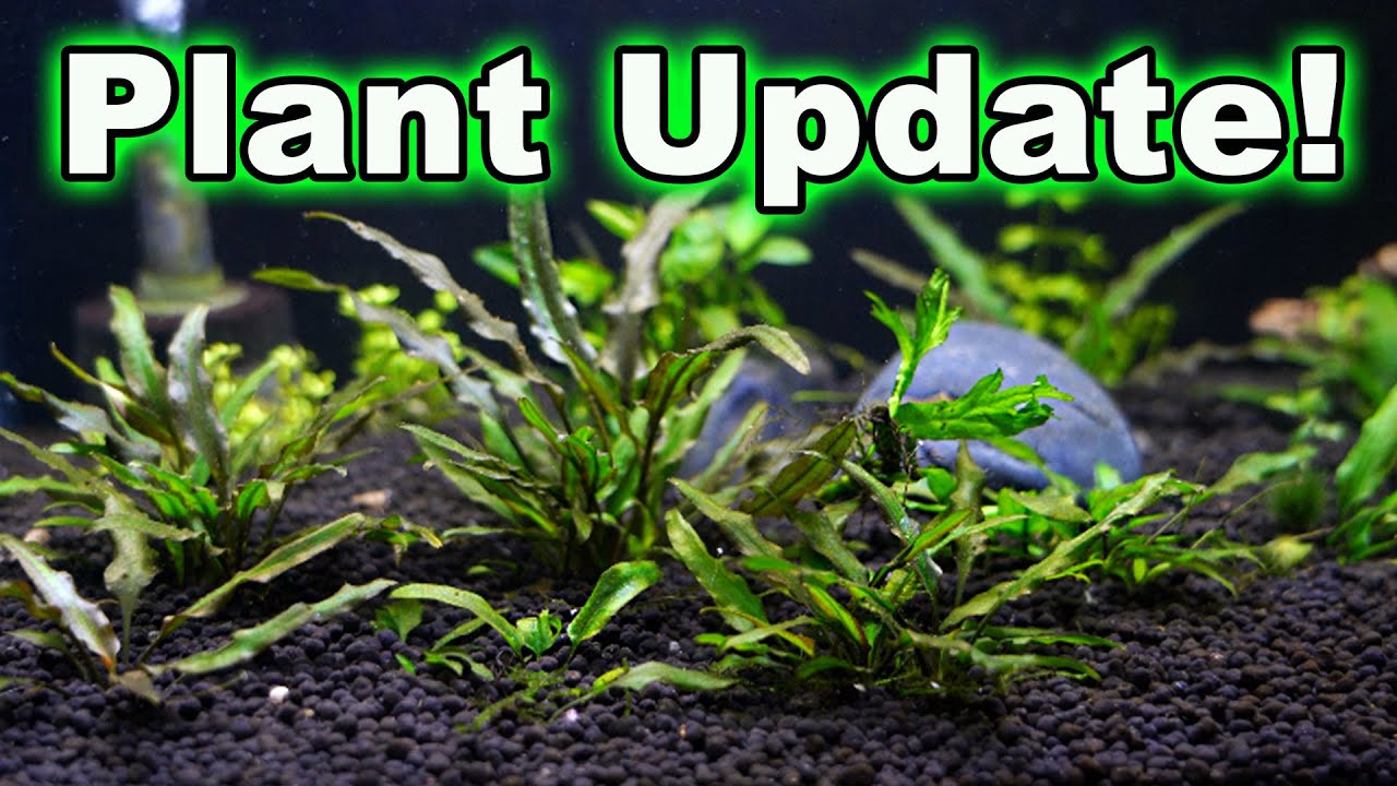 Plant Update How Fast do Aquatic Plants Grow?! 🌱💪🌿 How's The