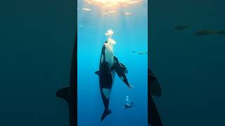 Newborn Orca's First Breath Caught on Camera