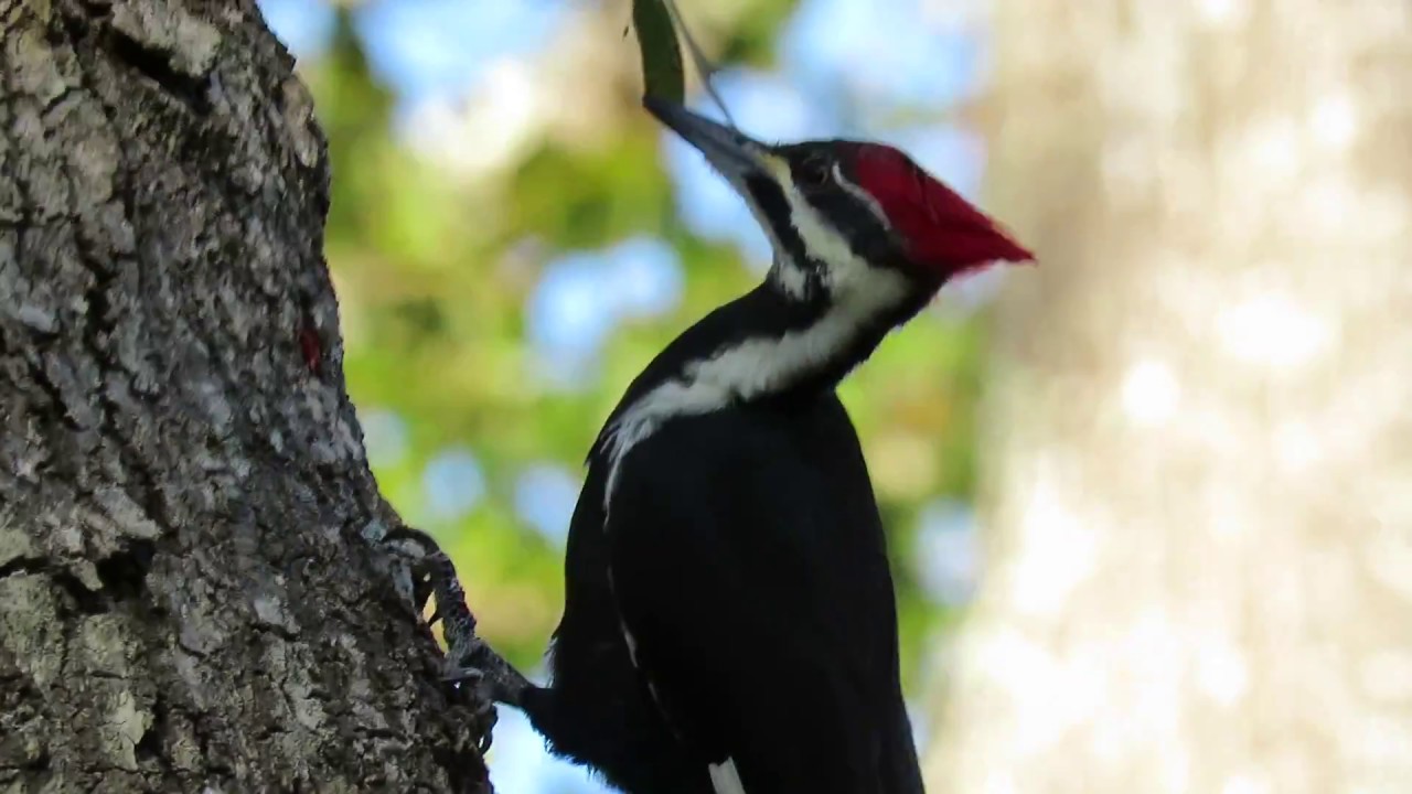 See the TONGUE of PILEATED WOODPECKER & New Hole in Tree Sea Pines