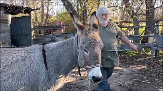 Download Lagu È campà quì in u Viscuvatu 5/5 : Eugène Tramini, éleveur d'ânes corses MP3