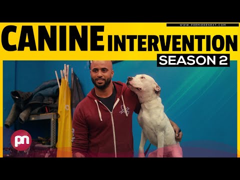 Canine Intervention Season 2: Will Netflix Dog Show Return? - Premiere Next
