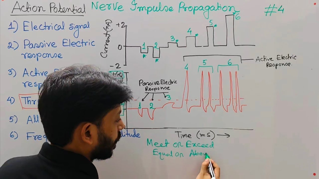 Action Potential: Passive & Active Electric Response; Threshold Potential; All or None; Frequency