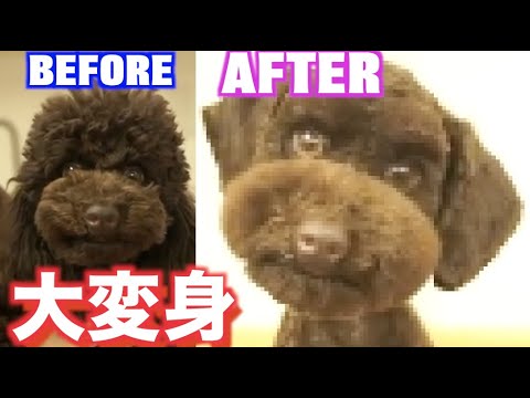 トイプードルがシュナウザー風に トリミングで大変身grooming That Transforms A Toy Poodle Into A Schooner 토이 푸들의 슈나우자ー 컷 Youtube