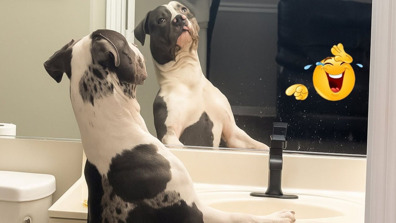 HILARIOUS DOGS Being Weird 🤪 NEW Funniest Dogs Video 2026