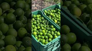 🌳🍋Limón con semilla de los Tazumbos, Jalisco🇲🇽🇲🇽🍋🍋🌳🌳🚜🚜🫡🫡