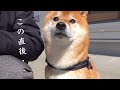 突然黒猫がハプニングを!その時柴犬姉が温かい行動に出た。