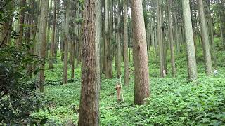 20260708高千穂荒立神社板木叩き２