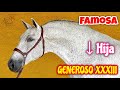 FAMOSA / Yegua #Española 🇪🇸 Hija de #GenerosoXXXIII Gestante Inbreeding - Club Ecuestre SM -