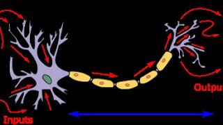 Biological neuron model | Wikipedia audio article