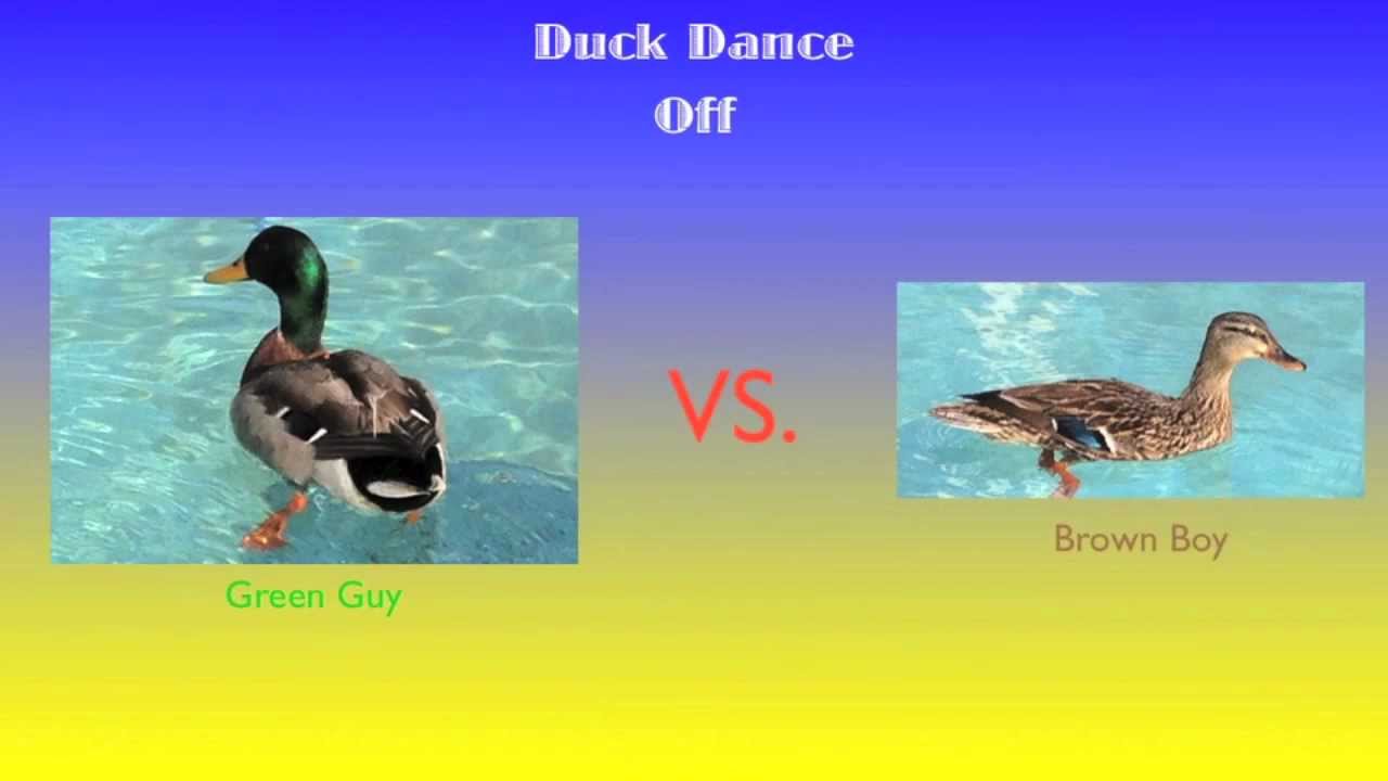 Duck Dance Off