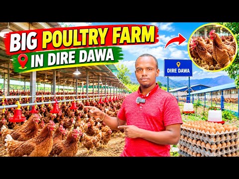 MASHRUUC DIGAAG OO WEYN! 🐔🔥”