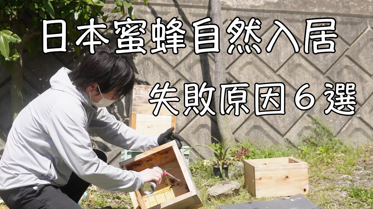 ニホンミツバチがなぜ来ない！初心者が陥りやすい入居失敗の原因とは？