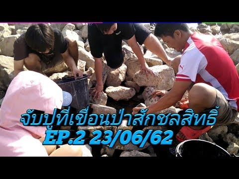 จับปูที่เขื่อนป่าสักชลสิทธิ์EP.2 23/06/62 สนุกมันฮา#แม่น้องเวฟ