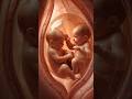 Twin Babies In Womb First Gentle Kicks Movements Pregnancy Babyinwomb Shorts mp3