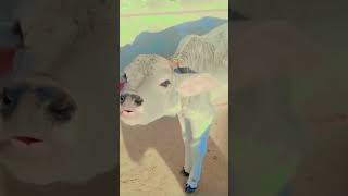 #cow #animals #lover ❤️😍