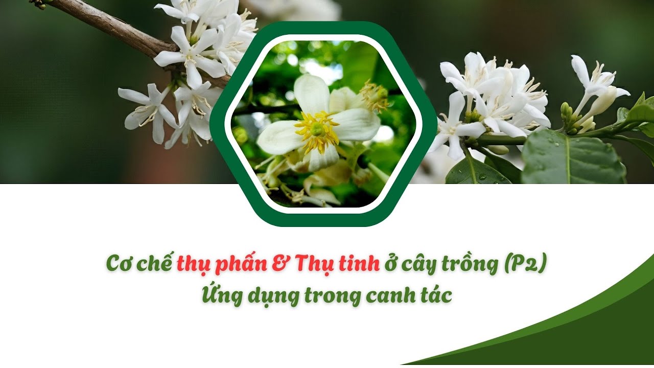 CƠ CHẾ ĐẬU QUẢ VÀ PHÁT TRIỂN BAN ĐẦU CỦA QUẢ NON