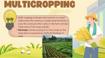 IM in Multi-cropping System (CALAMBA)